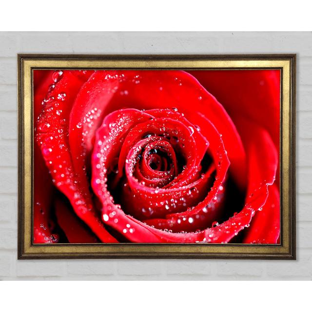 Water Drops On Red Rose - Single Picture Frame Print Ebern Designs Format: Gold Framed Paper, Size: 42cm H x 59.7cm W x 1.5cm D on Productcaster.