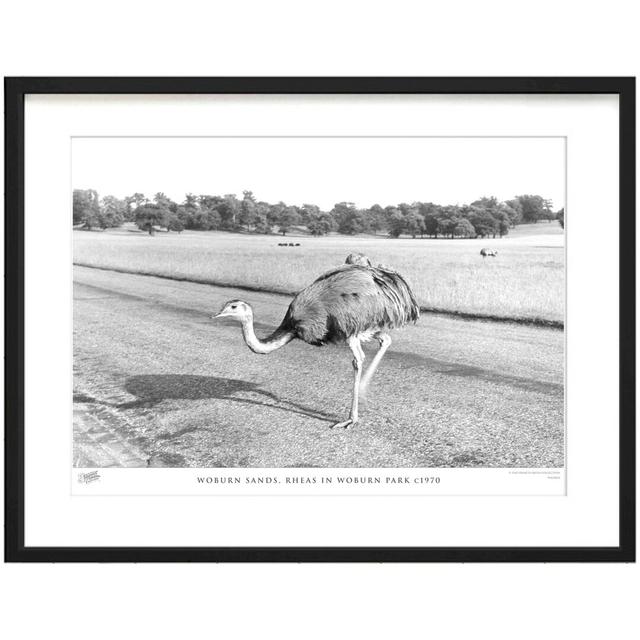 'Woburn Sands, Rheas in Woburn Park C1970' by Francis Frith - Picture Frame Photograph Print on Paper The Francis Frith Collection Size: 40cm H x 50cm on Productcaster.