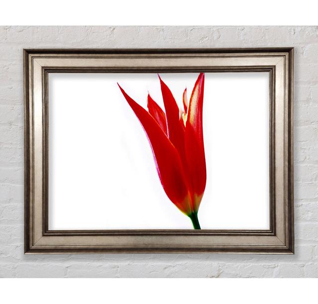 Single Fire Tulip Framed Print Bright Star Size: 59.7cm H x 84.1cm W on Productcaster.