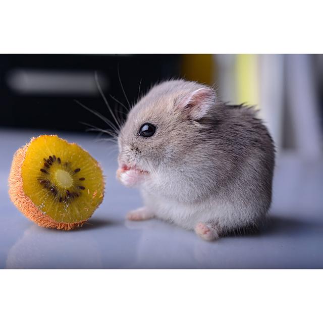 Hamster Eats Kiwi by Bobislav - Wrapped Canvas Print 17 Stories Size: 61cm H x 91cm W on Productcaster.