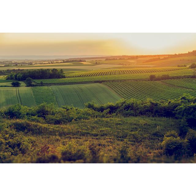 Vineyards On Evening - Wrapped Canvas Print Latitude Run Size: 20cm H x 30cm W on Productcaster.