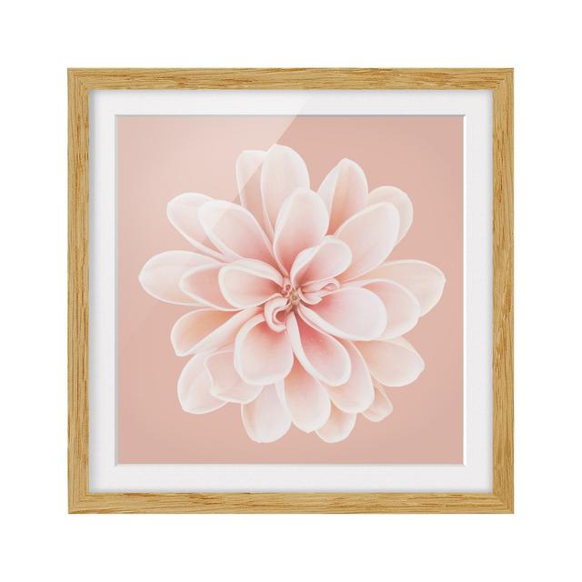 Dahlia Pink Pastel White Centered - Picture Frame Graphic Art Ebern Designs Size: 30cm H x 30cm W x 2cm D, Frame Option: Brown Framed on Productcaster.