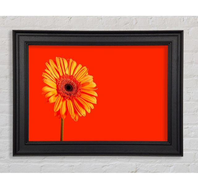 Orange On Orange Gerbera - Single Picture Frame Art Prints Ebern Designs Size: 21cm H x 42cm W x 8cm D on Productcaster.