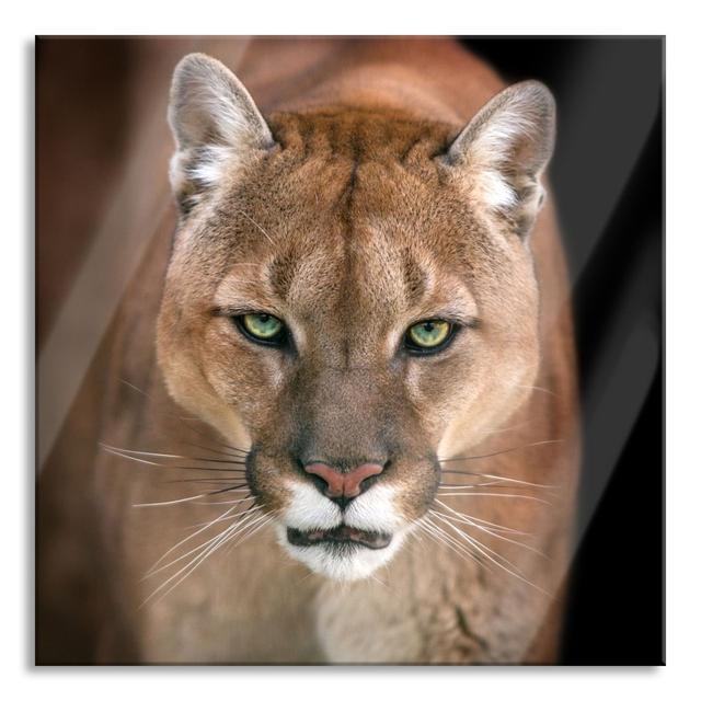 Menacing Puma Close -up - Unframed Photograph on Glass Ebern Designs Size: 80cm H x 80cm W x 0.4cm D on Productcaster.