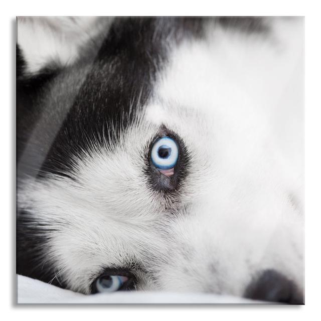 Glasbild Husky mit eisblauen Augen im Bett Ebern Designs Größe: 70 cm H x 70 cm B x 0.4 cm T on Productcaster.