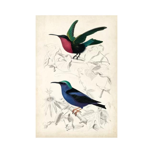 D'Orbigny Birds I by Alicide D'Orbigny - Wrapped Canvas Gallery-Wrapped Canvas Giclée Rosalind Wheeler Size: 30.48cm H x 20.32cm W on Productcaster.