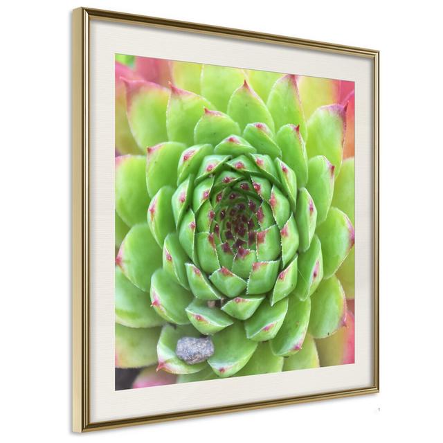 Stone Rose - Picture Frame Photograph Print on Paper Latitude Run Size: 50cm H x 50cm W x 1.5cm D, Frame Option: Golden Matte Framed on Productcaster.