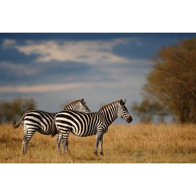 Two Zebras Standing in African Plain Reserve by GP232 - Wrapped Canvas Art Prints 17 Stories Size: 81cm H x 122cm W on Productcaster.