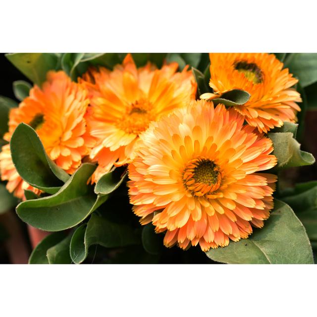 Fultonham Calendula Officinalis by Prasenjit Kar - Print Latitude Run Size: 81cm H x 122cm W x 3.8cm D on Productcaster.