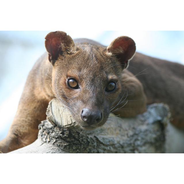 Fossa Staring - Wrapped Canvas Photograph 17 Stories Size: 20cm H x 30cm W x 3.8cm D on Productcaster.