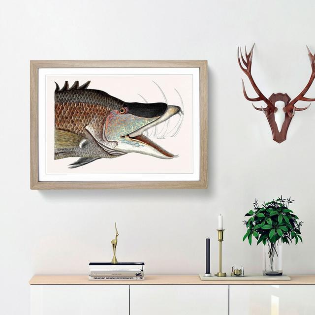 Great Hog-Fish by Mark Catesby - Picture Frame Painting Print East Urban Home Size: 62cm H x 87cm W x 2cm D, Frame Option: Oak Framed on Productcaster.