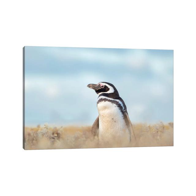 Magellanic Penguin, Falkland Islands. by Martin Zwick - Wrapped Canvas Photograph House of Hampton Size: 45.72cm H x 66.04cm W x 1.905cm D on Productcaster.