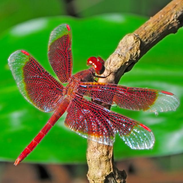 Branov Dragonfly by Panu Ruangjan - Wrapped Canvas Print Latitude Run Size: 122cm H x 122cm W x 3.8cm D on Productcaster.