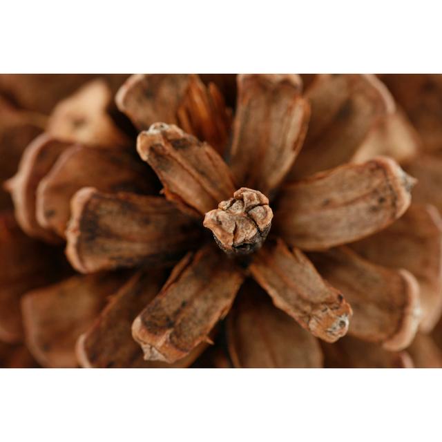 Pine Cone by Duckycards - No Frame Art Prints on Canvas Alpen Home Size: 40cm H x 60cm W on Productcaster.