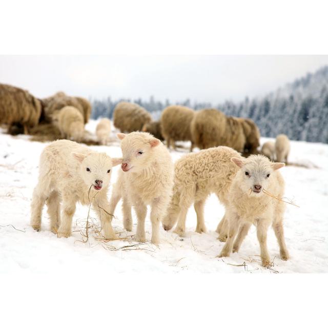 Winter Lambs by - Wrapped Canvas Photograph Brambly Cottage Size: 81cm H x 122cm W on Productcaster.