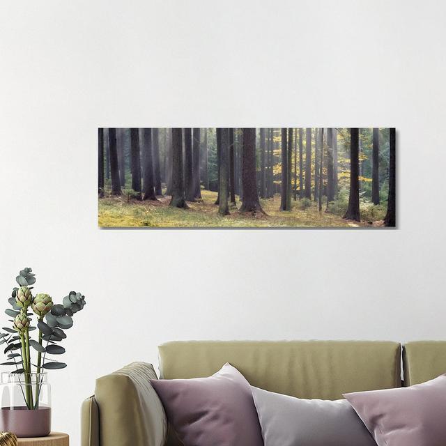 Trees In The Forest, South Bohemia, Czech Republic - Wrapped Canvas Panoramic Print Union Rustic Size: 40.64cm H x 121.92cm W x 3.81cm D on Productcaster.