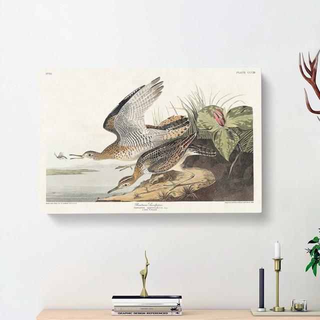 Bartram Sandpiper Birds by John Audubon - Wrapped Canvas Painting Print East Urban Home Size: 40cm H x 60cm W x 3cm D on Productcaster.