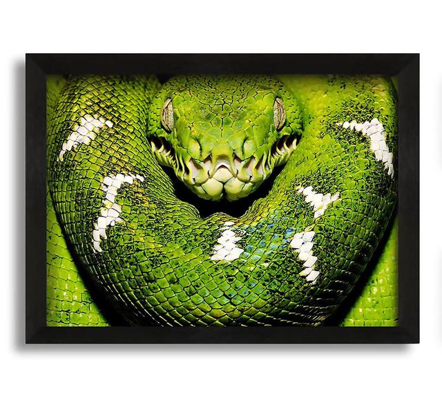 The Serpent - Picture Frame Graphic Art on Canvas Latitude Run Size: 21cm H x 30cm W x 10cm D on Productcaster.