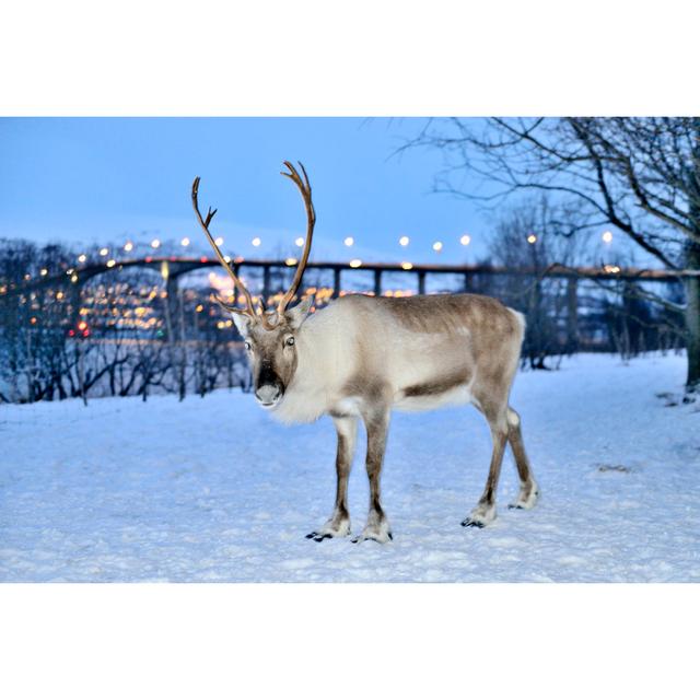 Reindeer by Zorazhuang - No Frame Print on Canvas Alpen Home Size: 30cm H x 46cm W on Productcaster.