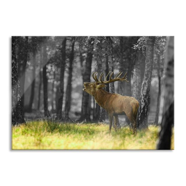 Roaring Deer in the Forest - Unframed Photograph on Glass Union Rustic Size: 70cm H x 100cm W x 0.4cm D on Productcaster.