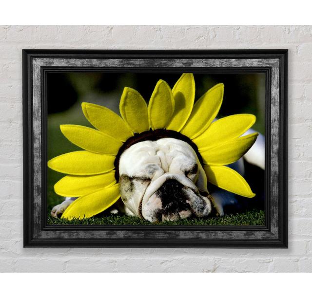 Dog Sunflower Hat - Single Picture Frame Art Prints Bright Star Size: 100cm H x 141.4cm W x 8cm D on Productcaster.