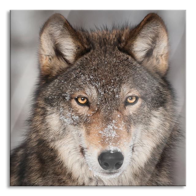 Watchful Wolf - Unframed Photograph on Glass Union Rustic Size: 80cm H x 80cm W x 0.4cm D on Productcaster.