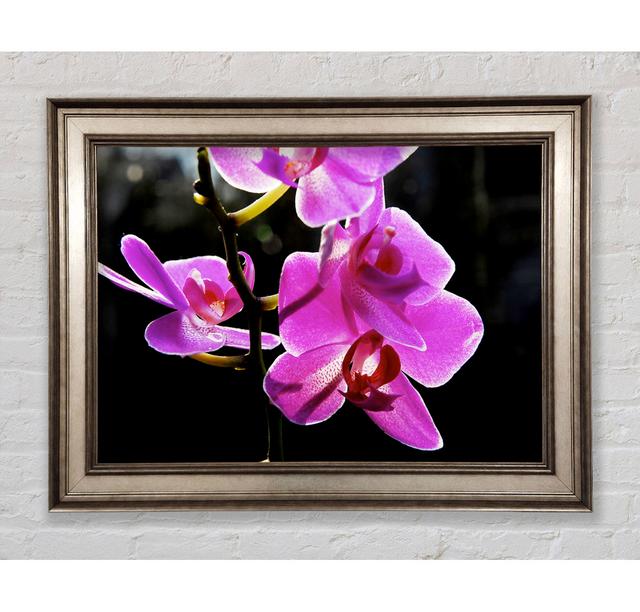 Orchid In Sunlight Framed Print Bright Star Size: 21cm H x 42cm W on Productcaster.