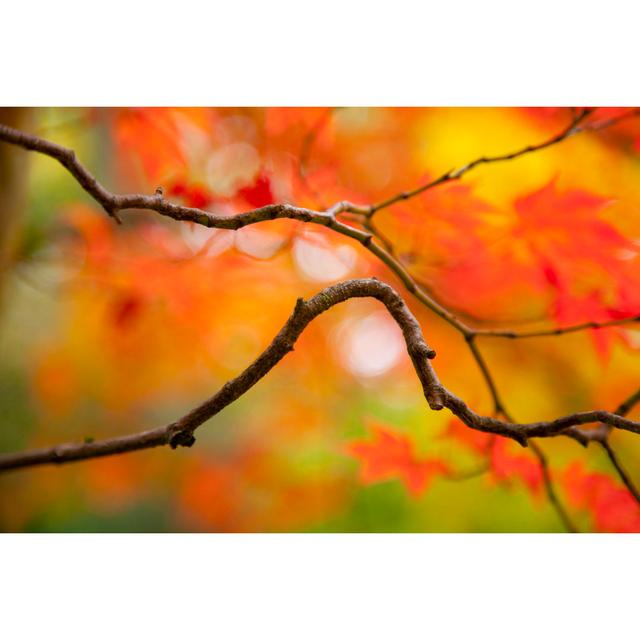 Fiery Autumn Leaves - Wrapped Canvas Art Prints Marlow Home Co. Size: 61cm H x 91cm W x 3.8cm D on Productcaster.