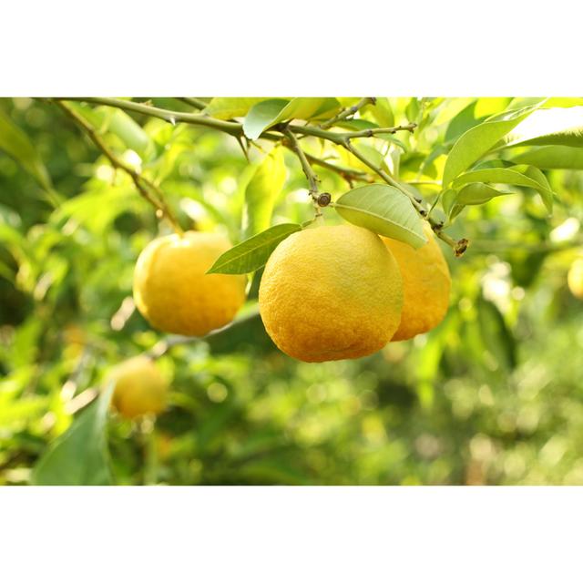 Japanese Lemon Bush by Owl_Grapher - Wrapped Canvas Photograph Brambly Cottage Size: 20cm H x 30cm W on Productcaster.