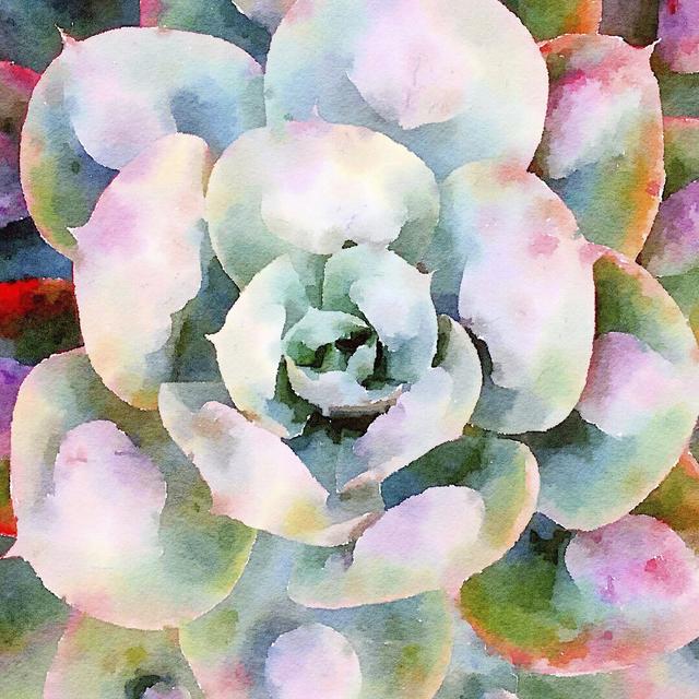 Succulente V by Vicki Gladle Bolick - Wrapped Canvas Painting Bloomsbury Market Size: 122cm H x 122cm W on Productcaster.