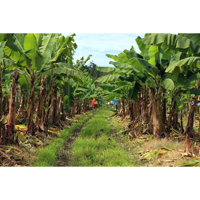 Banana Plantation by Kaarsten - Wrapped Canvas Print 17 Stories Size: 30cm H x 46cm W on Productcaster.