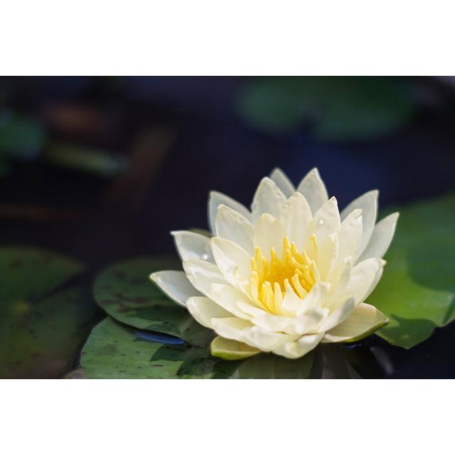 Laython White Lotus In Pond - Wrapped Canvas Print 17 Stories Size: 20cm H x 30cm W 3.8cm D on Productcaster.