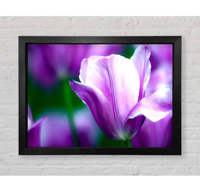 Violet Tulip - Print Bright Star Size: 59.1cm H x 84.1cm W x 3.4cm D on Productcaster.