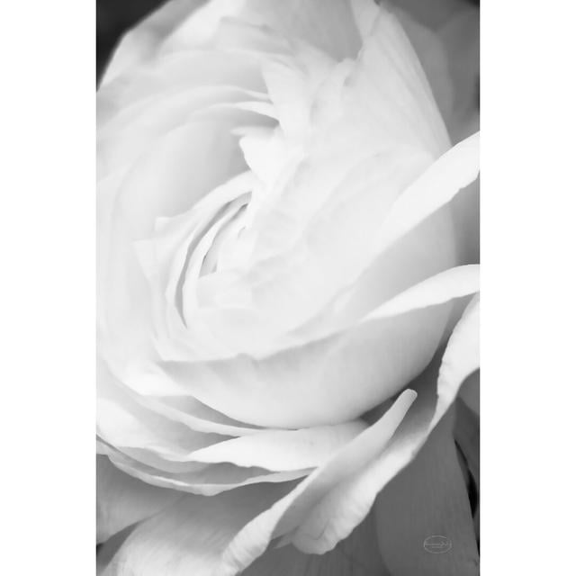 Black and White Petals II by Brookview Studio - Wrapped Canvas Photograph Rosalind Wheeler Size: 46cm H x 30cm W x 3.8cm D on Productcaster.