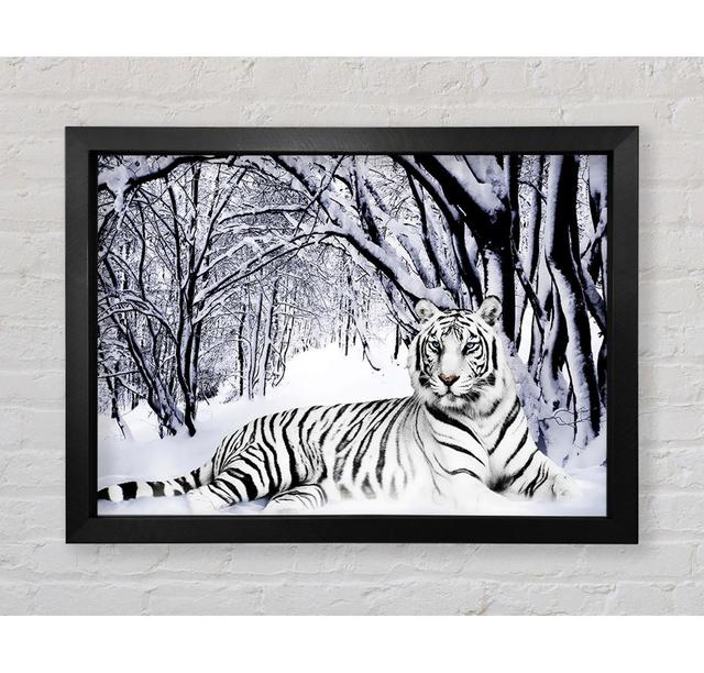 White Tiger In The Snow - Print Latitude Vive Size: 59.1cm H x 84.1cm W x 3.4cm D, Format: Black Framed Paper on Productcaster.