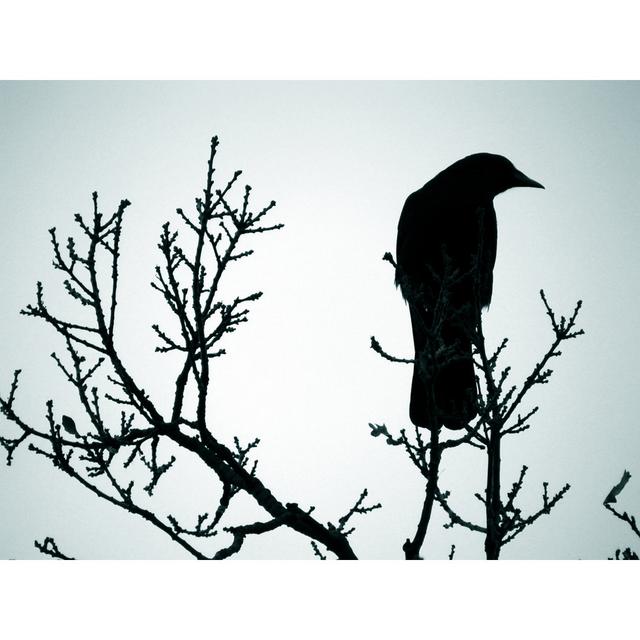 Lone Crow by Kolgt - No Frame Print on Canvas 17 Stories Size: 81cm H x 122cm W on Productcaster.