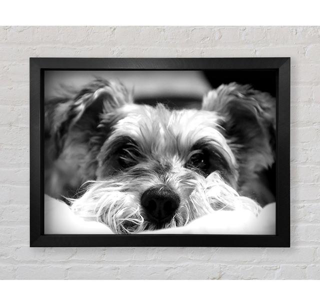 Dog B N W - Print Brayden Studio Size: 42.1cm H x 59.7cm W x 3.4cm D, Format: Black Framed Paper on Productcaster.