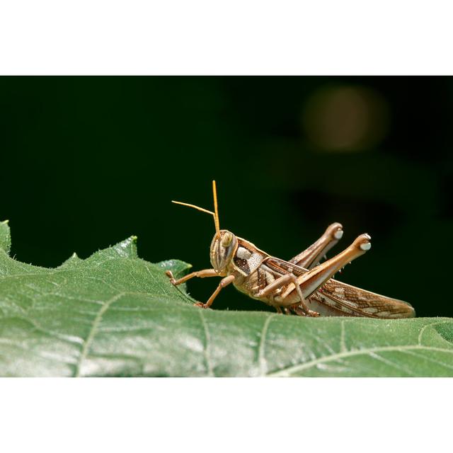 Grasshopper on Goldenrod - Wrapped Canvas Photograph Latitude Run Size: 30cm H x 46cm W x 3.8cm D on Productcaster.