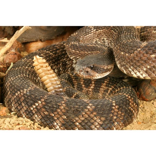 Southern Pacific Rattlesnake by Unknown - Wrapped Canvas Photograph Latitude Run Size: 20cm H x 30cm W on Productcaster.