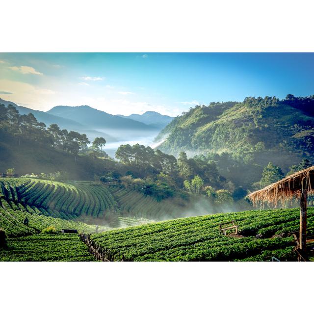 Strawberry Farm by Unknown - Wrapped Canvas Photograph Alpen Home Size: 81cm H x 122cm W on Productcaster.