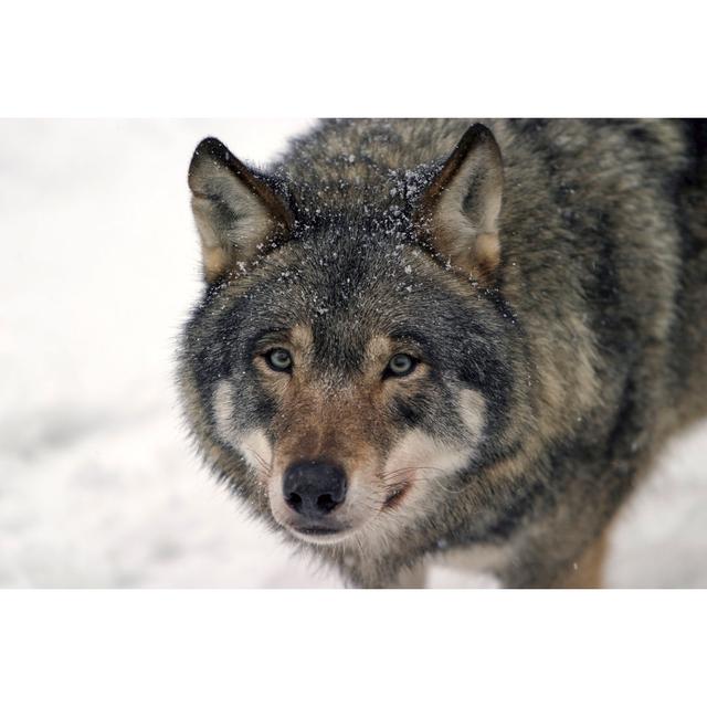 Gray Wolf by AYImages - No Frame Art Prints on Canvas Alpen Home Size: 50cm H x 75cm W on Productcaster.