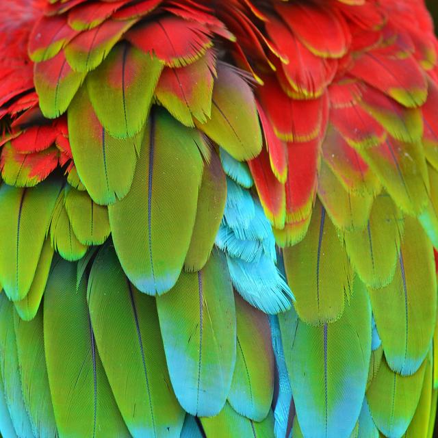 Arregui Colorful Macaw Plumage - Wrapped Canvas Print Latitude Run Size: 91cm H x 91cm W x 3.8cm D on Productcaster.