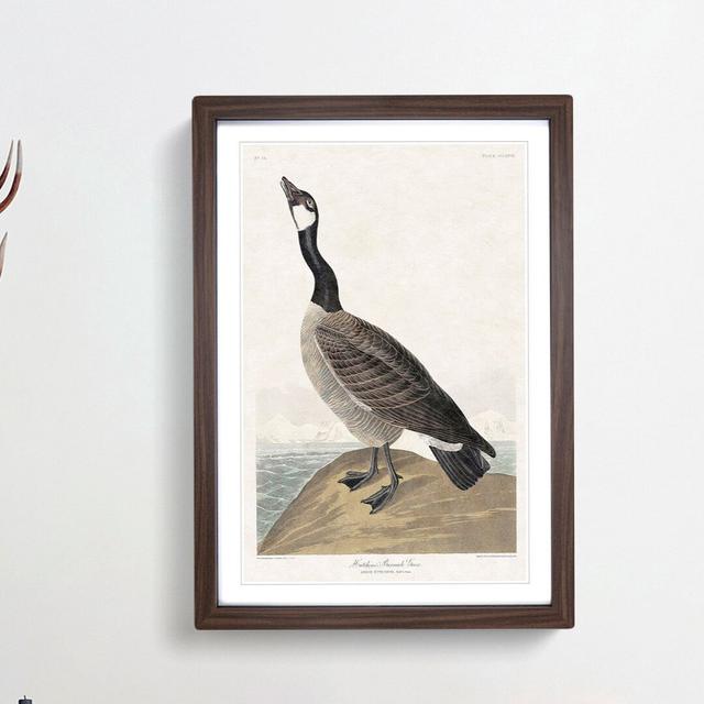 Hutchins Barnacle Goose by John Audubon - Picture Frame Painting Print East Urban Home Size: 65cm H x 48cm W x 2cm D, Frame Option: Walnut Framed on Productcaster.