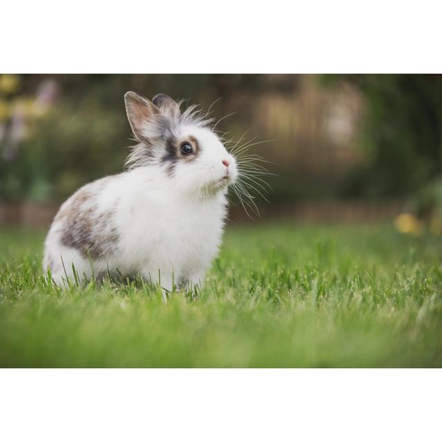 Rabbit Sitting in Grass by Unknown - Wrapped Canvas Photograph Brambly Cottage Size: 81cm H x 122cm W on Productcaster.