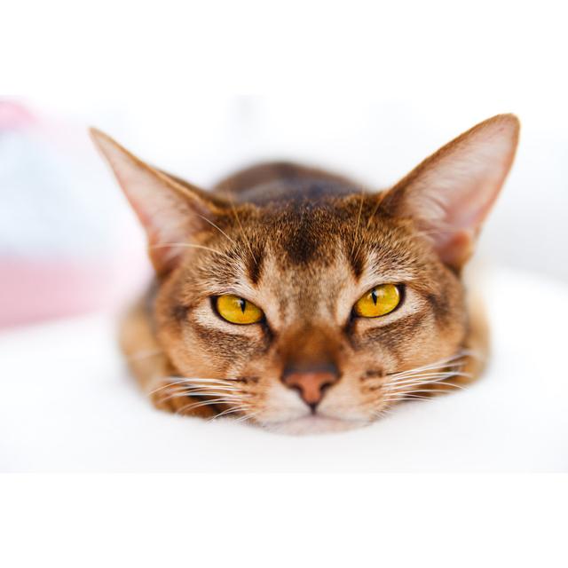 Young Abyssinian Cat by Anobis - Wrapped Canvas Print Ebern Designs Size: 51cm H x 76cm W x 3.8cm D on Productcaster.