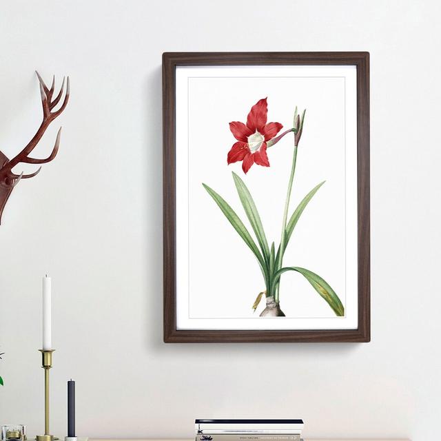 An Amaryllis Flower by Pierre-Joseph Redoute - Picture Frame Painting Print on Paper East Urban Home Frame Option: Walnut Framed, Size: 45cm H x 33cm on Productcaster.