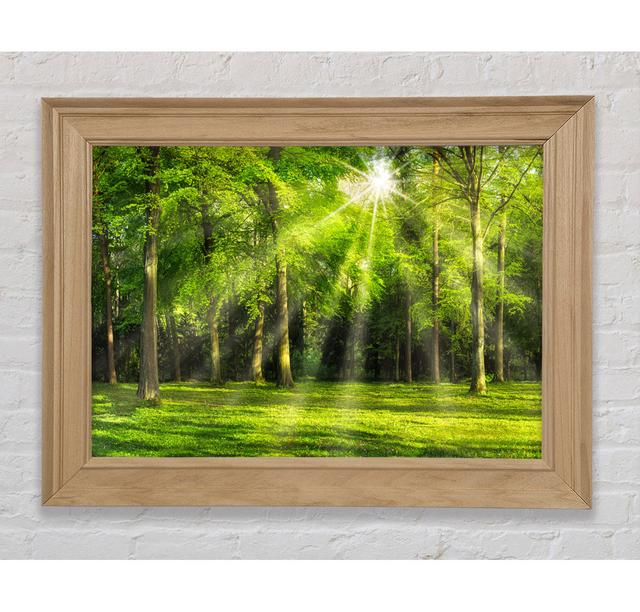 Green Woodland Scene Sunglare - Print Bright Star Size: 84.1cm H x 142.2cm W on Productcaster.