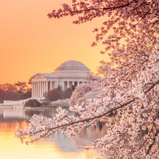 Cherry Blossom Festival - Wrapped Canvas Photograph Latitude Run Size: 76cm H x 76cm W on Productcaster.