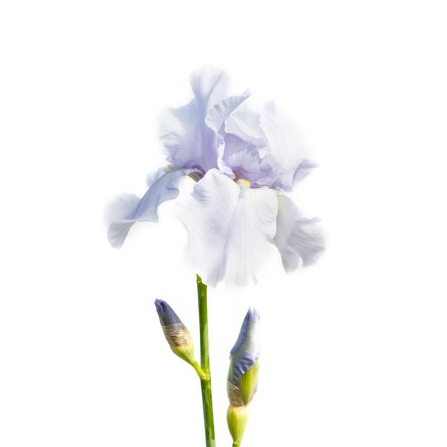 Beautiful Multicolored Iris Flower Isolated In White. Close Up. - Wrapped Canvas Print Marlow Home Co. Size: 46cm H x 30cm W x 3.8cm D on Productcaster.