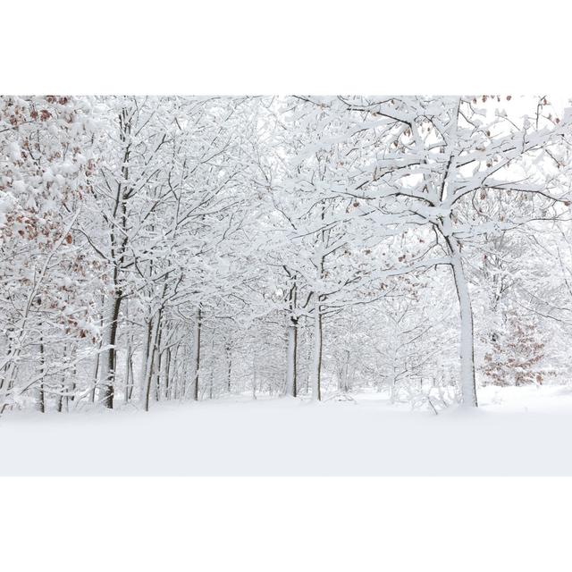 Winter von Macroworld - Kunstdrucke auf Leinwand ohne Rahmen Alpen Home Größe: 81cm H x 122cm B on Productcaster.